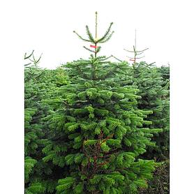 Nordmann Fir Real Christmas Tree